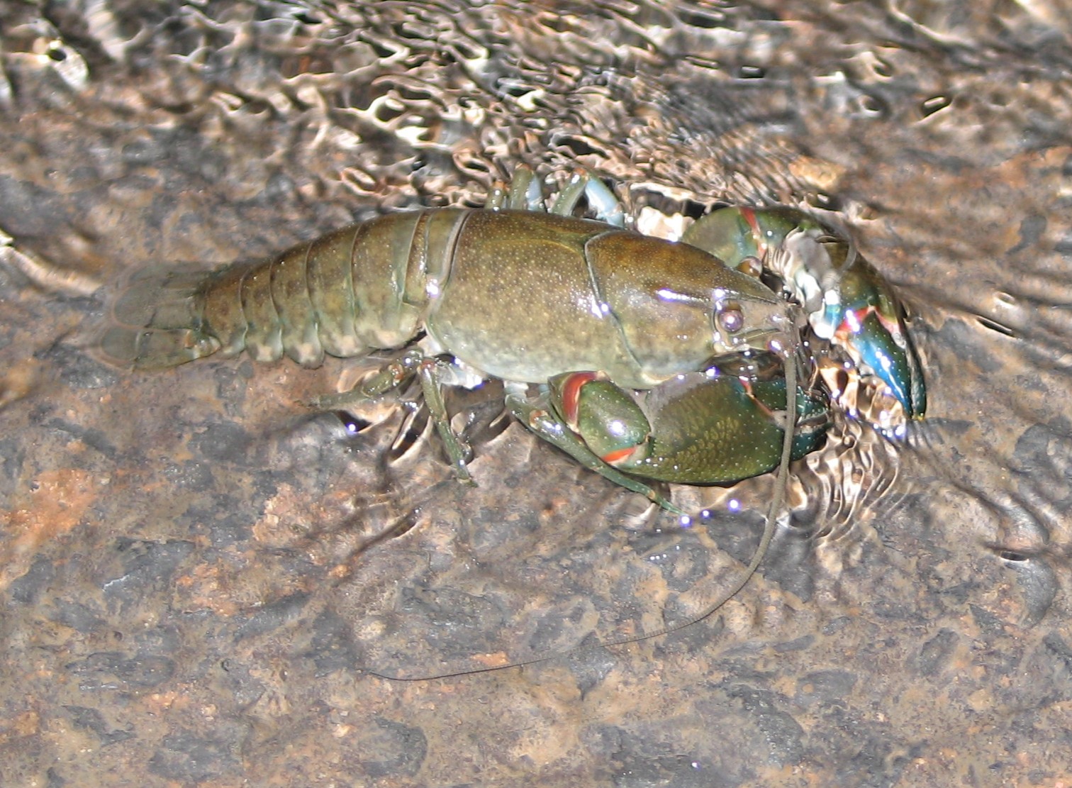 yabby